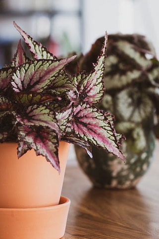 plant